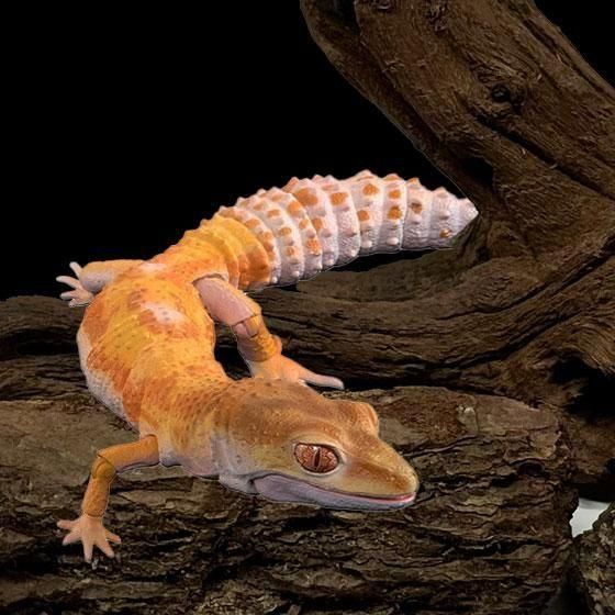 いきもの大図鑑アドバンス レオパードゲッコー レオパードゲッコー(トレンパーアルビノ) BC01681