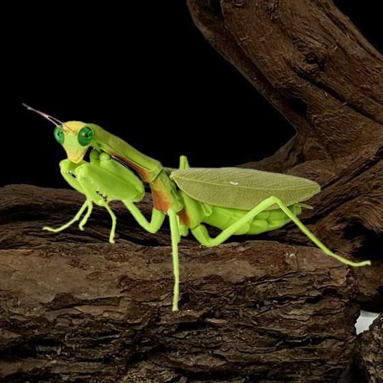 バンダイ いきもの大図鑑 かまきり04 ムネアカハラビロカマキリ(成体) BC01682