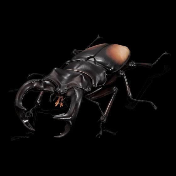 いきもの大図鑑アドバンス クワガタ02 樹皮台座(中)セット パリーフタマタクワガタ+ディスプレイスタンド BC01690