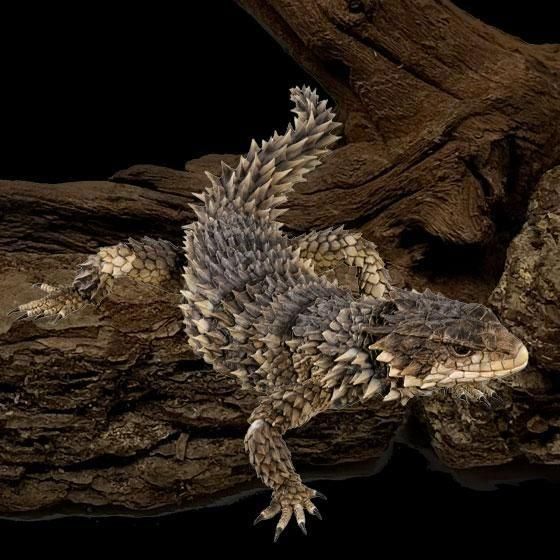 いきもの大図鑑アルティメット オオヨロイトカゲ