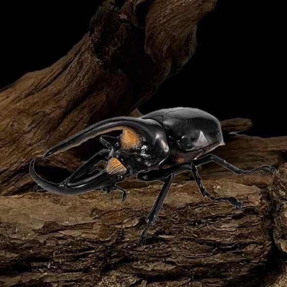 バンダイ いきもの大図鑑 かぶとむし08 ネプチューンオオカブト(改) BC01699