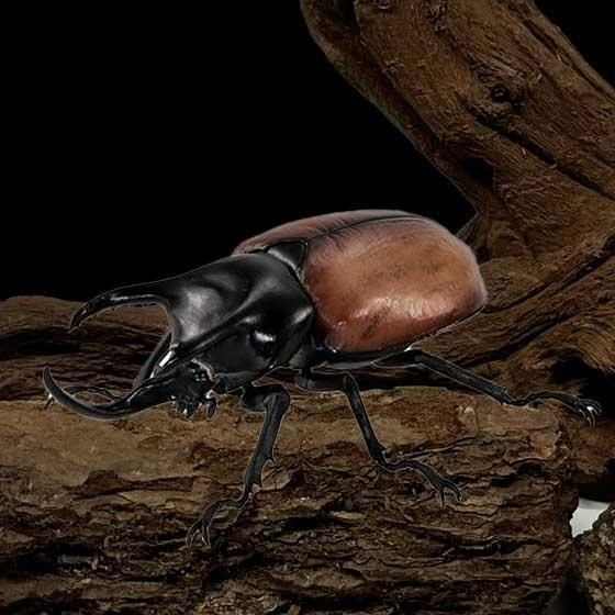 バンダイ いきもの大図鑑 かぶとむし08 サンボンツノカブト BC01700