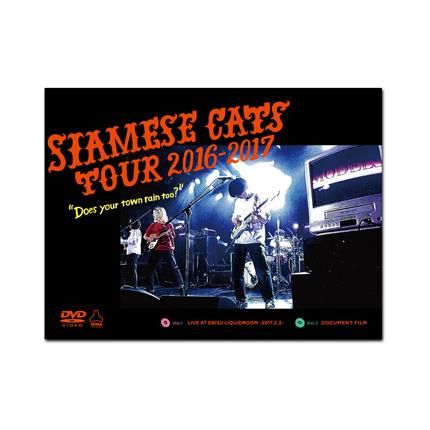 JXK 1:6 Felis Silvestris Catus Model Orange Cat Animal