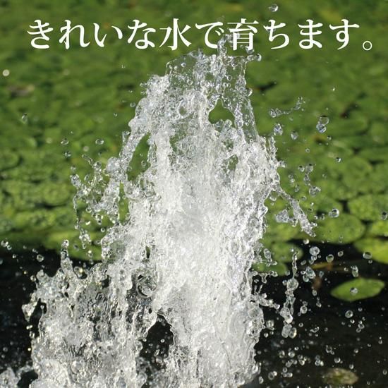 秋田産】じゅんさいLサイズ・水煮200g販売中。- じゅんさい 秋田産】じゅんさいLサイズ・水煮200g販売中。- じゅんさい