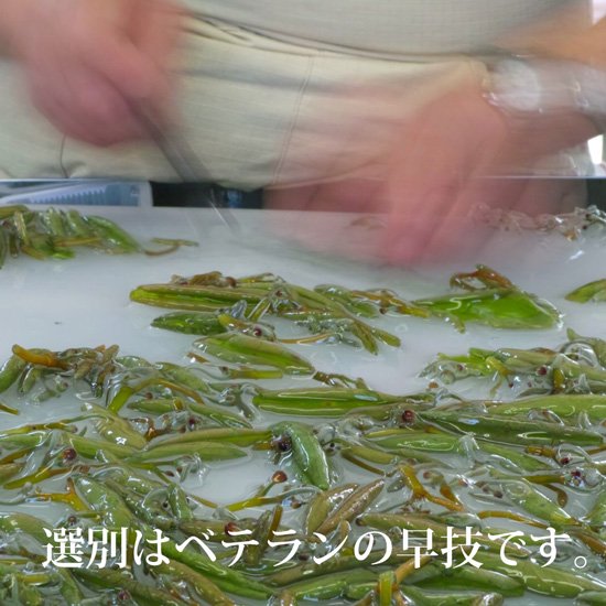 生じゅんさい1kg！手摘みの新鮮なじゅんさいを秋田県三種町から販売