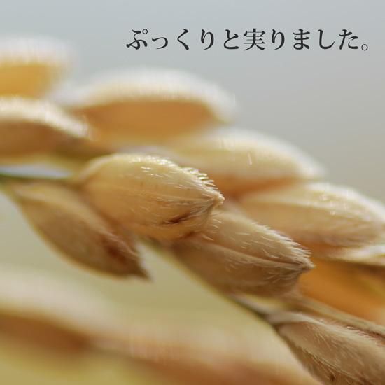 新米あきたこまち白米5kg【令和6年(2024年)秋収穫 新米あきたこまち白米5kg【令和6年(2024年)秋収穫