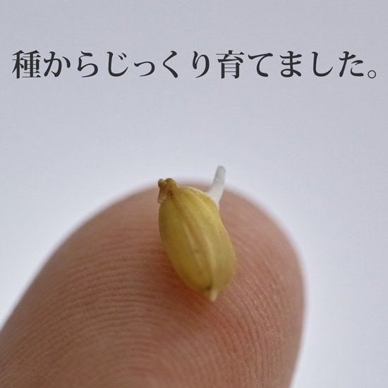 あきたこまち玄米5kg【令和4年（2022年）秋収穫】の写真3