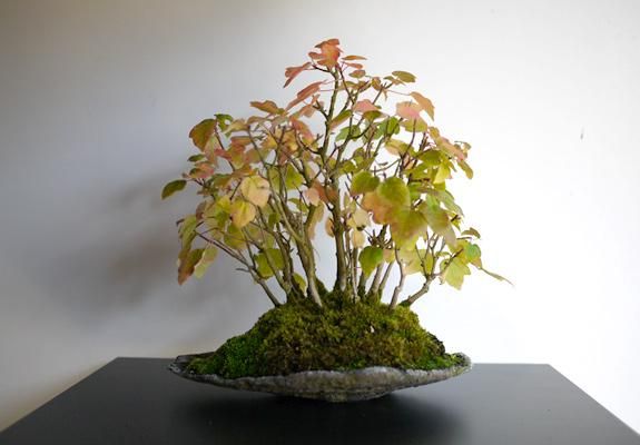 宮様楓(みやさまかえで) - 盆栽・ミニ盆栽・苔玉の通販サイト 宮様楓(みやさまかえで) - 盆栽・ミニ盆栽・苔玉の通販サイト