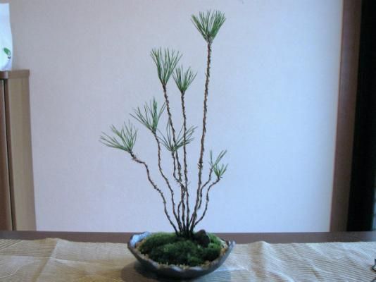 【スーパーセール】 黒松寄せ植え - 盆栽・ミニ盆栽・苔玉の通販サイト｜みくに園 盆栽