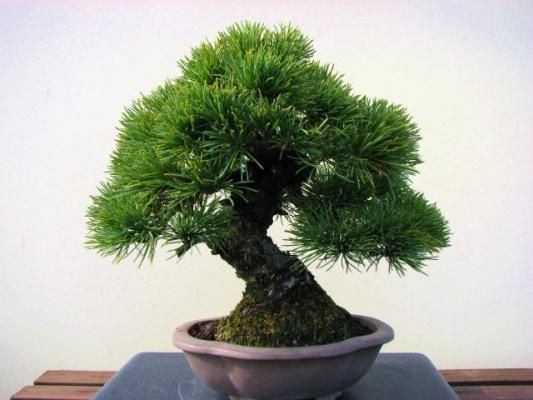 NGY7088 五葉松 おしく 那須五葉松 松 苗 盆栽 盆栽素材 NGY7088 五葉松 おしく 那須五葉松 松 苗 盆栽 盆栽素材