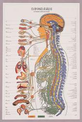 自律神経系統図 | ○841×594mm（パネル入）