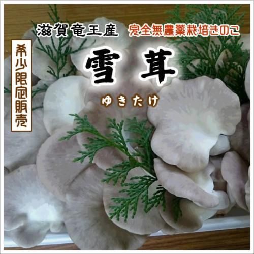 雪茸(ゆきたけ)生 1kg(滋賀竜王産) - 竜王きのこ農園レコズ 雪茸(ゆきたけ)生 1kg(滋賀竜王産) - 竜王きのこ農園レコズ