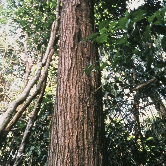 天然樹木茶「タヒボNFDまるごと」タブレット(粒タイプ)2g 天然樹木茶「タヒボNFDまるごと」タブレット(粒タイプ)2g