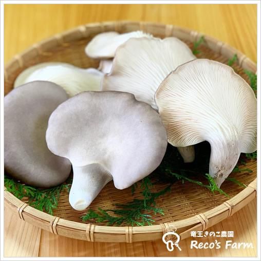 足太あわび茸 生 特選 1kg 滋賀竜王産 竜王きのこ農園レコズファーム 足太あわび茸 生 特選 1kg 滋賀竜王産 竜王きのこ農園レコズファーム
