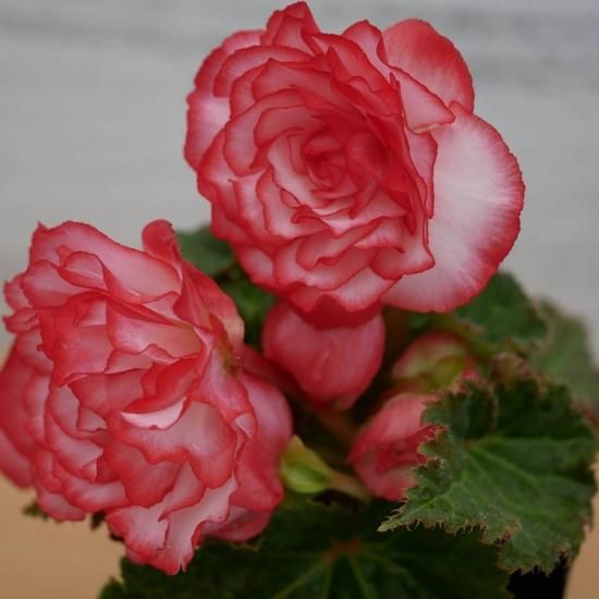 球根ベゴニア オン トップ ホワイト グラウンド ピコティー On Top Fandango Pink Hallo Tuberous Begonia ベゴニアの店 Cheiron キロン