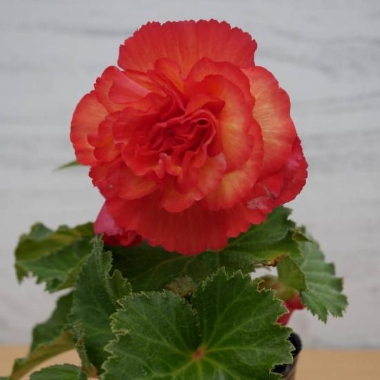 On Top® Sunset Shades Tuberous Begonia オン・トップ イエロー