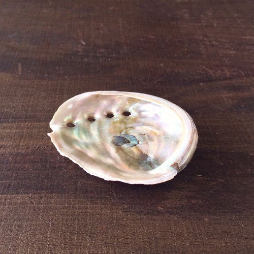 貝、abalone shell、アバロニシェル、アバロンシェル、アワビ