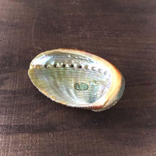 貝、abalone shell、アバロニシェル、アバロンシェル、アワビ