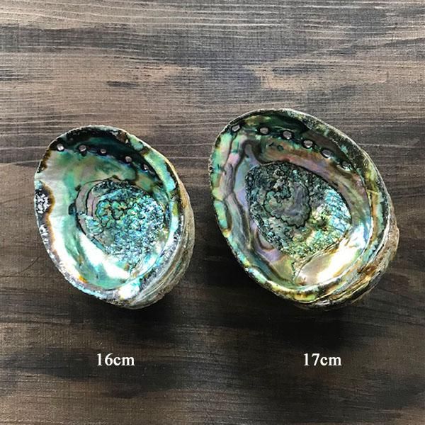 貝、abalone shell、アバロニシェル、アバロンシェル、アワビ