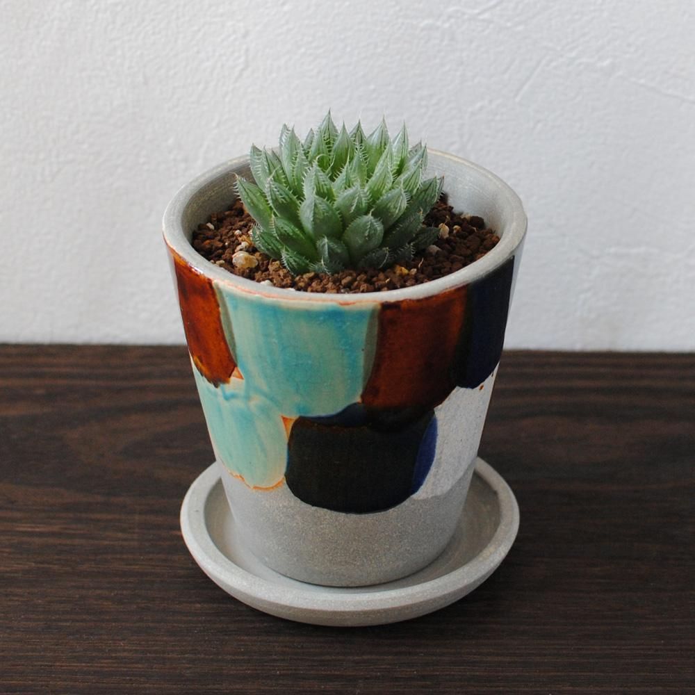 多肉植物-ハオルシア-ガメラ- FLOWER SHOP（フラワーショップ） 楓