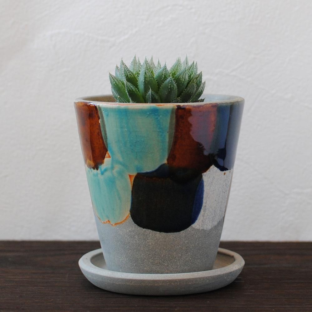 多肉植物　ハオルヤ 多肉植物-ハオルシア-ガメラ- FLOWER SHOP（フラワーショップ） 楓