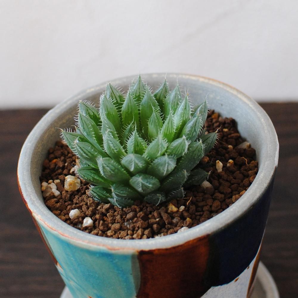 多肉植物-ハオルシア-ガメラ- FLOWER SHOP（フラワーショップ） 楓