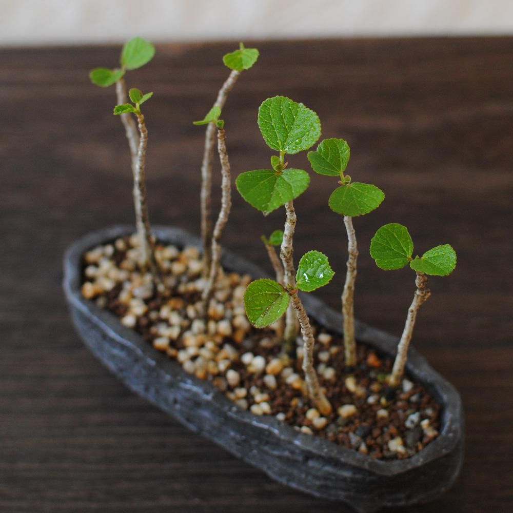 盆栽-ハマボウ - FLOWER SHOP（フラワーショップ） 楓