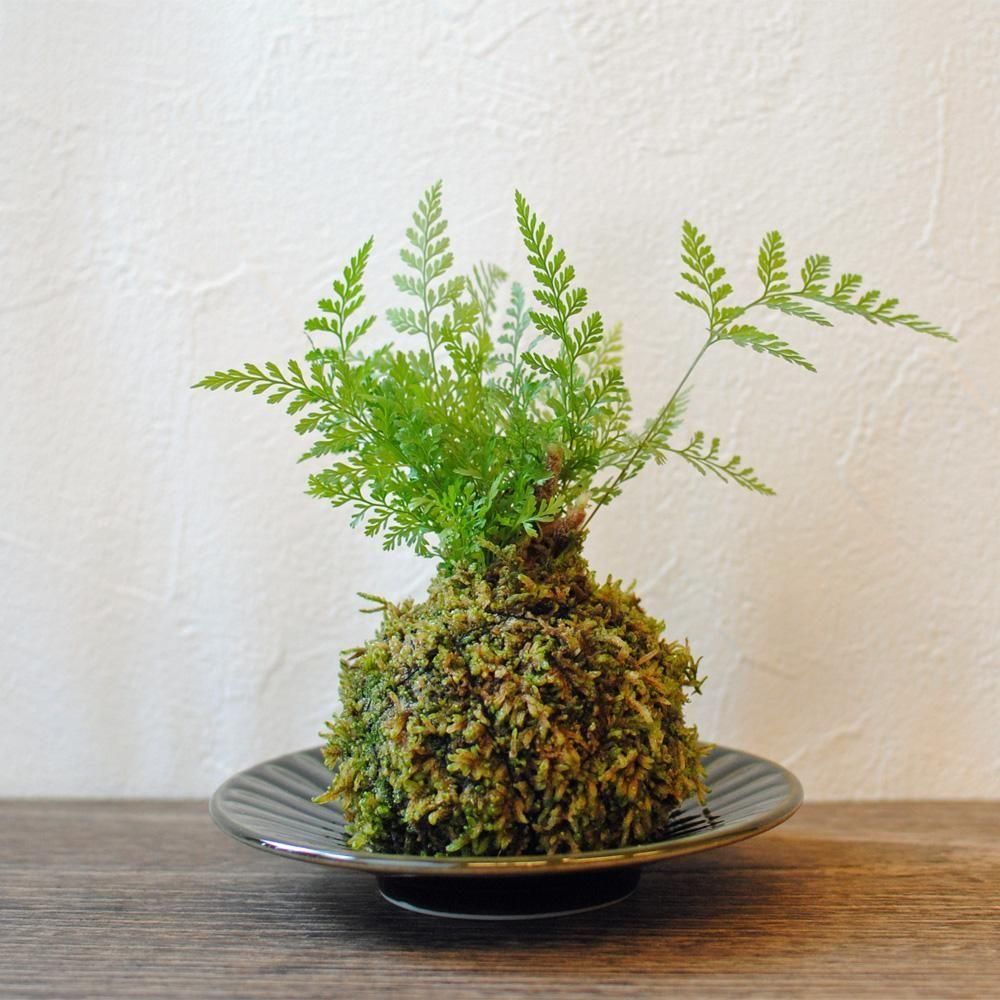 苔玉-トキワシノブ- FLOWER SHOP（フラワーショップ） 楓