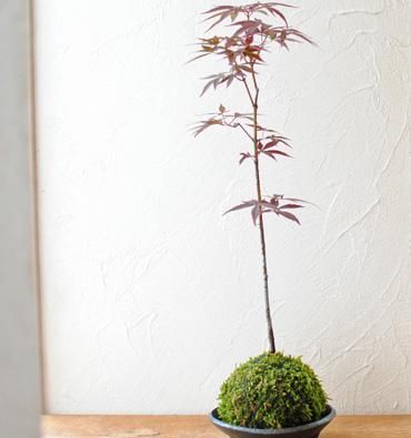 苔玉 野村もみじ 丸三つ脚皿 Flower Shop 楓 苔玉 野村もみじ 丸三つ脚皿 Flower Shop 楓