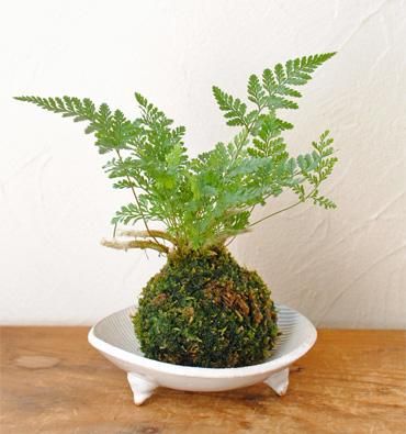 苔玉 トキワシノブ 丸三つ脚皿 Flower Shop 楓 苔玉 トキワシノブ 丸三つ脚皿 Flower Shop 楓