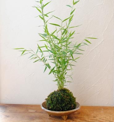苔玉 姫竹 丸三つ脚皿 Flower Shop フラワーショップ 楓 苔玉 姫竹 丸三つ脚皿 Flower Shop フラワーショップ 楓