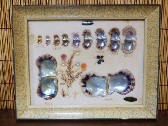 f-199c/g3】パール貝の標本 額装 真珠 成長標本 インテリア | www 