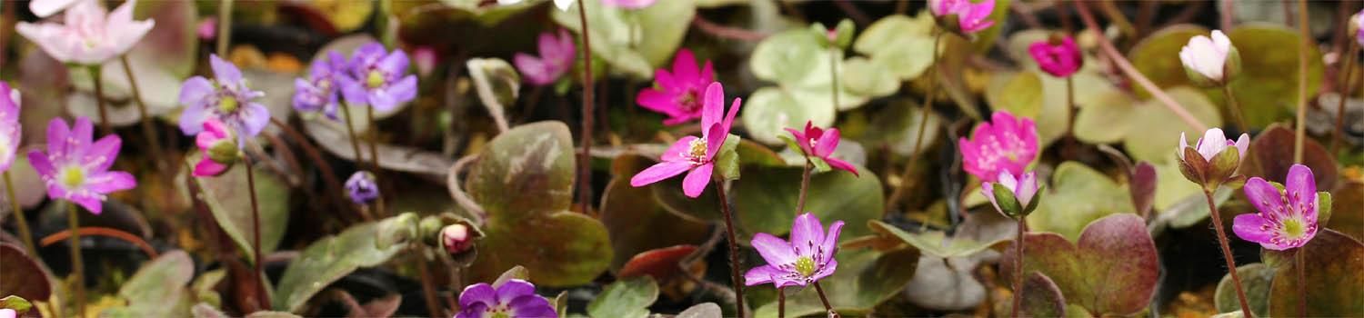 「中越植物園オンラインショップ」