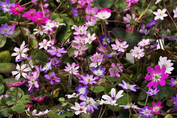 雪割草 標準花6cmポットミックス - 「中越植物園オンラインショップ」