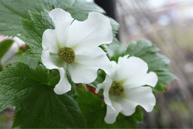 白花シラネアオイ