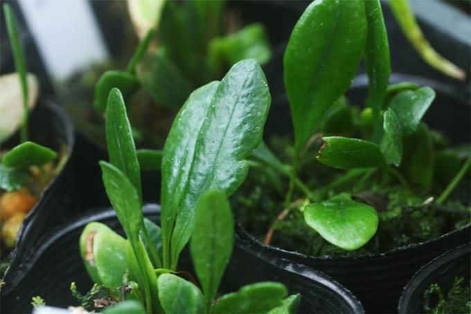 琉球マメヅタ りゅうきゅうまめづた 中越植物園オンラインショップ 琉球マメヅタ りゅうきゅうまめづた 中越植物園オンラインショップ