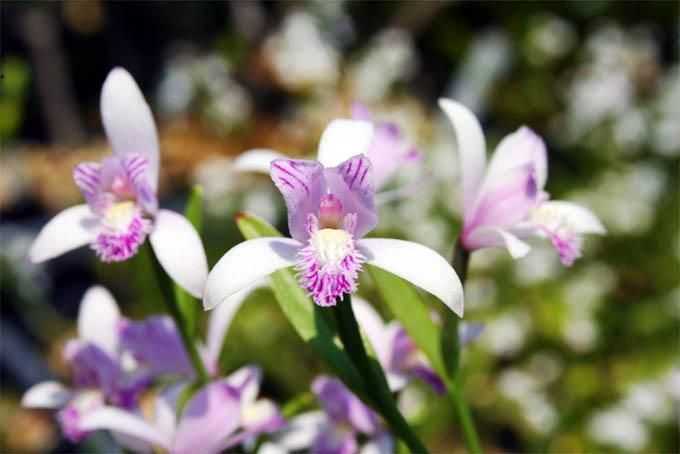 日本トキソウ (にほんときそう) - 「中越植物園オンラインショップ」