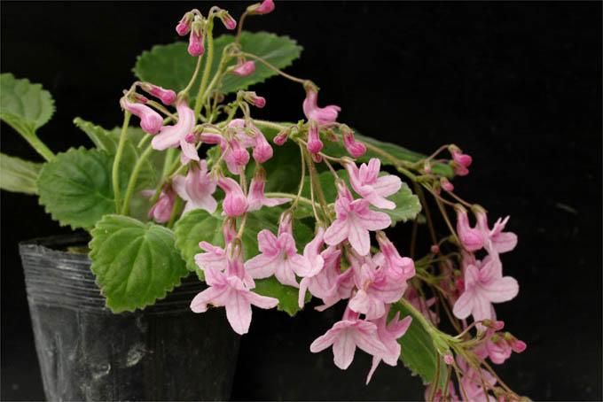 145579313.jpg?cmsp_timestamp=