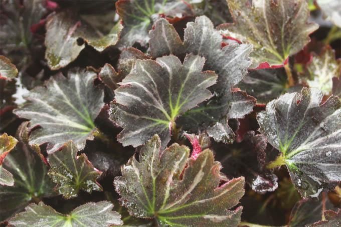 速達】希少 赤斑紫人字 山野草 ジンジソウ 人字草 イワタバコ