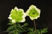 シラネアオイ 帝 - 「中越植物園オンラインショップ」