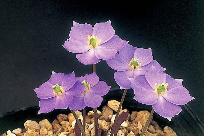 146471923.jpg?cmsp_timestamp=