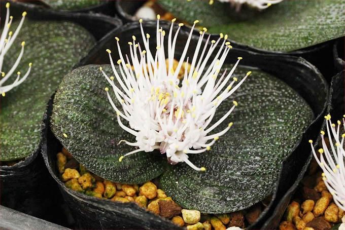 ロンギペス錦 マッソニア 球根251113 【冬型球根植物】マッソニアの ロンギペス錦 マッソニア 球根251113 【冬型球根植物】マッソニアの