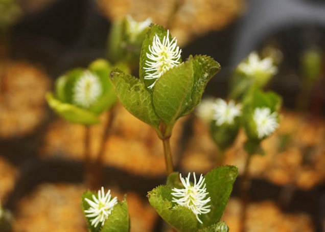 ヒトリシズカ 中越植物園オンラインショップ