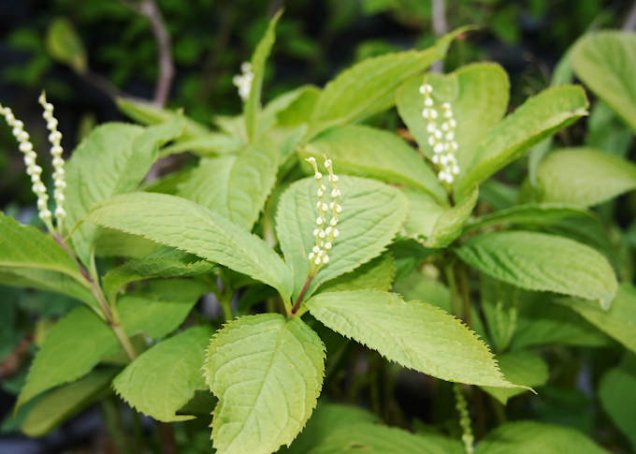 フタリシズカ 中越植物園オンラインショップ