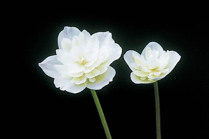 クピド　二輪草鉢植え クピド 二輪草鉢植え 二輪草（ニリンソウ）を植える | 「どたぐつ」を