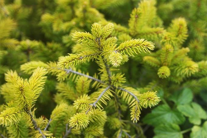 アカエゾマツ - 「中越植物園オンラインショップ」