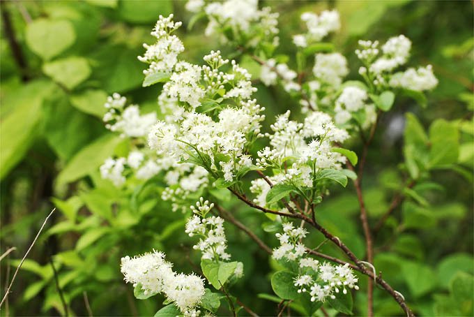 サワフタギ - 「中越植物園オンラインショップ」