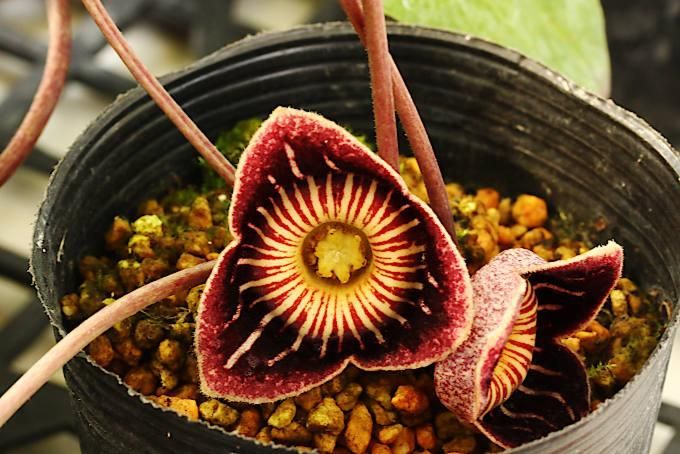 カンアオイ スペシオサ - 「中越植物園オンラインショップ」