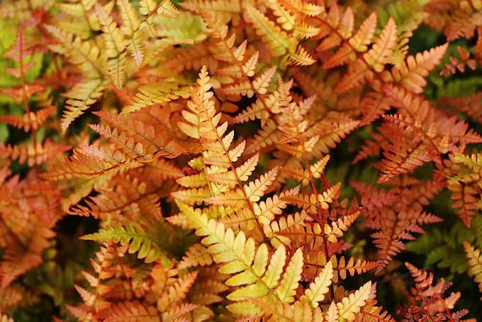 ベニシダ 中越植物園オンラインショップ