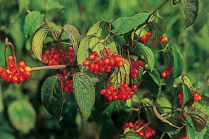 風鈴ガマズミ - 「中越植物園オンラインショップ」